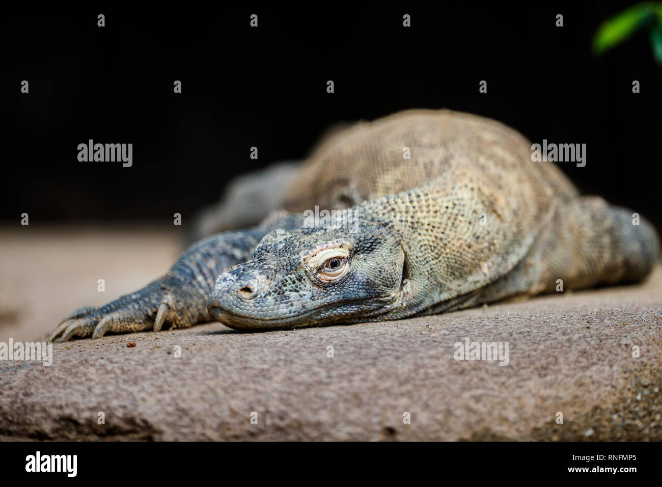Zoo de Barcelona: el dragón de Komodo (Varanus komodoensis). El dragón de Komodo, que puede ser de hasta tres metros de largo y pesan más de 150 kilogramos, es la de la Foto de stock