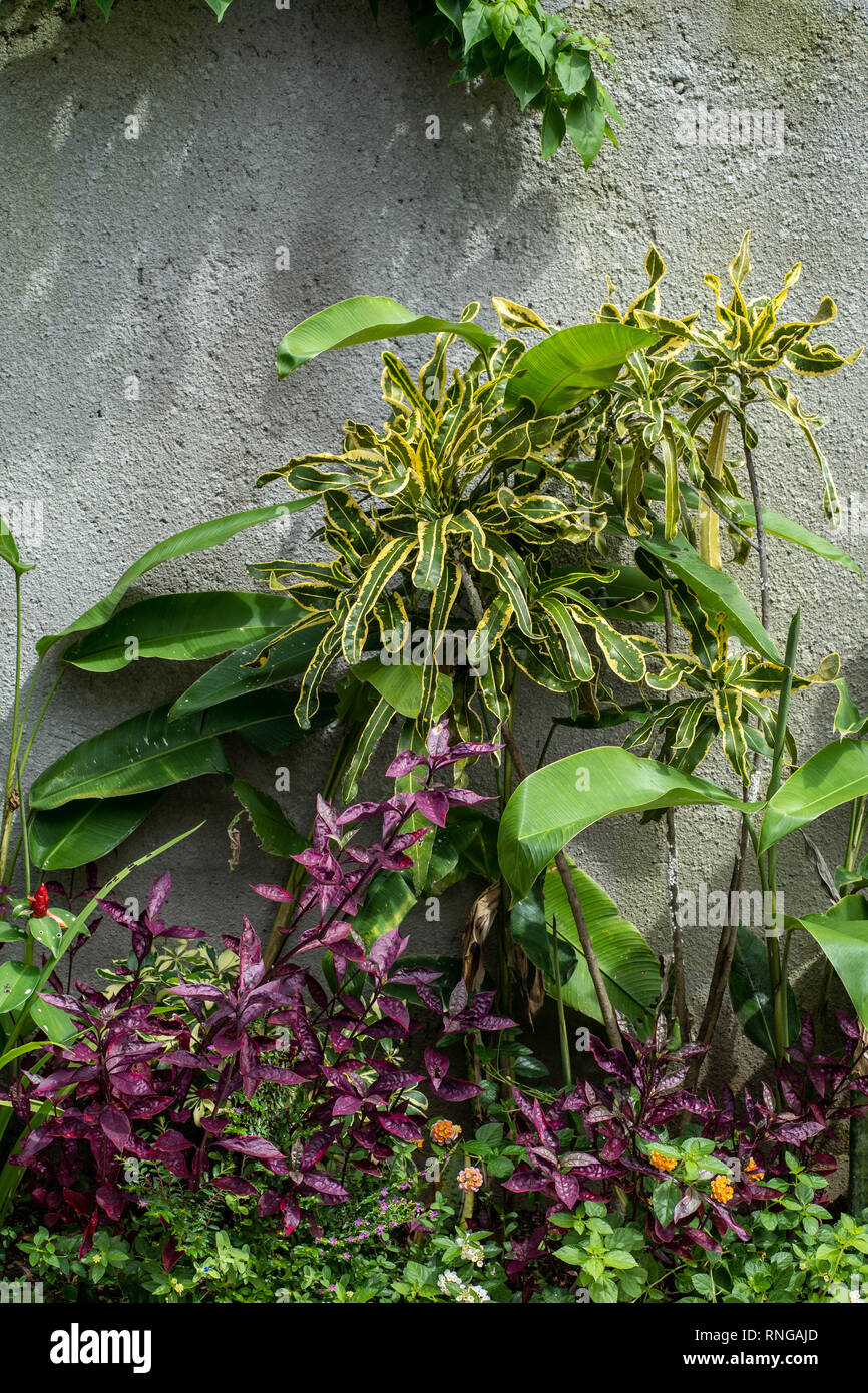 Hermosas flores exóticas en una pared gris, Asia Fotografía de stock - Alamy Hermosas flores exóticas en una pared gris, Asia Fotografía de stock - Alamy