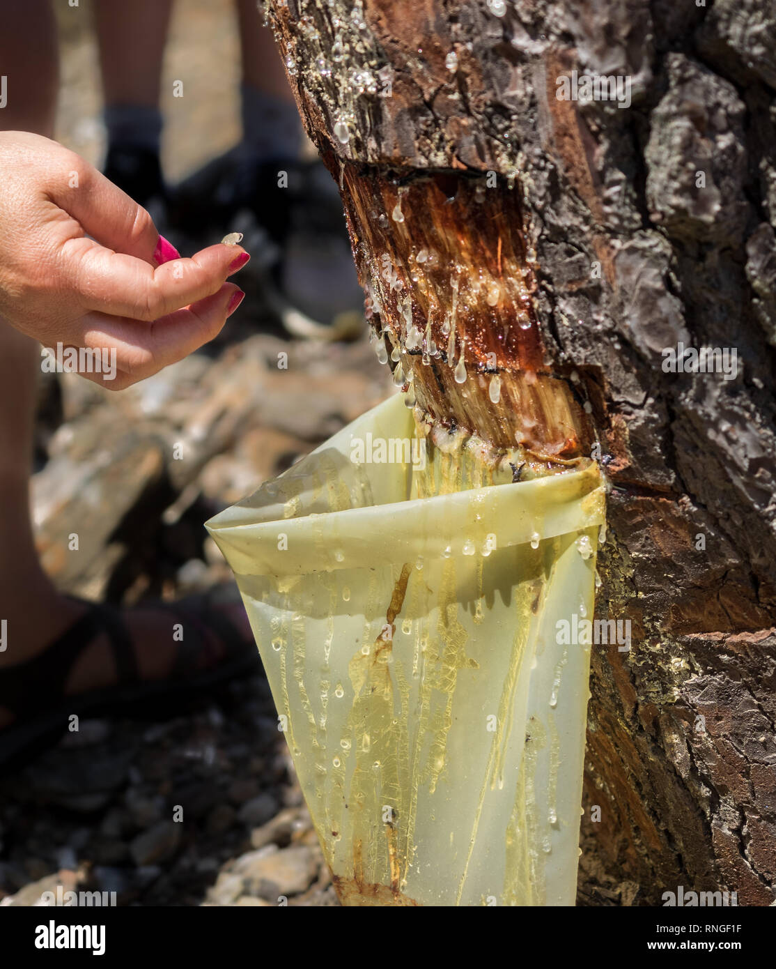 Vista cercana de recolectando savia de árbol de la resina de árboles de  corteza segrega goteo chorreante de caer en un saco de plástico con resina  gota en el dedo Fotografía de