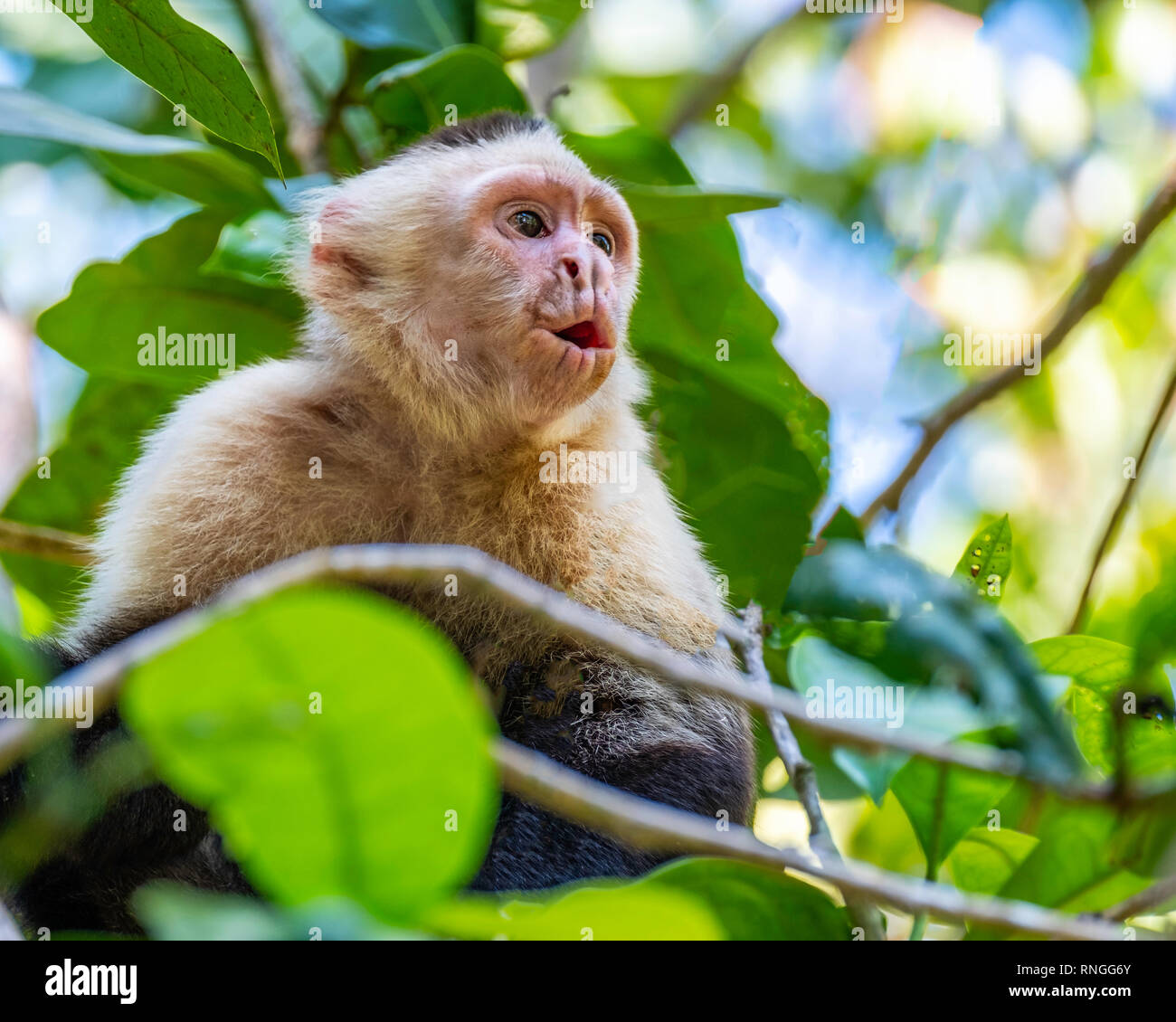 Pequeño mono blanco fotografías e imágenes de alta resolución - Alamy