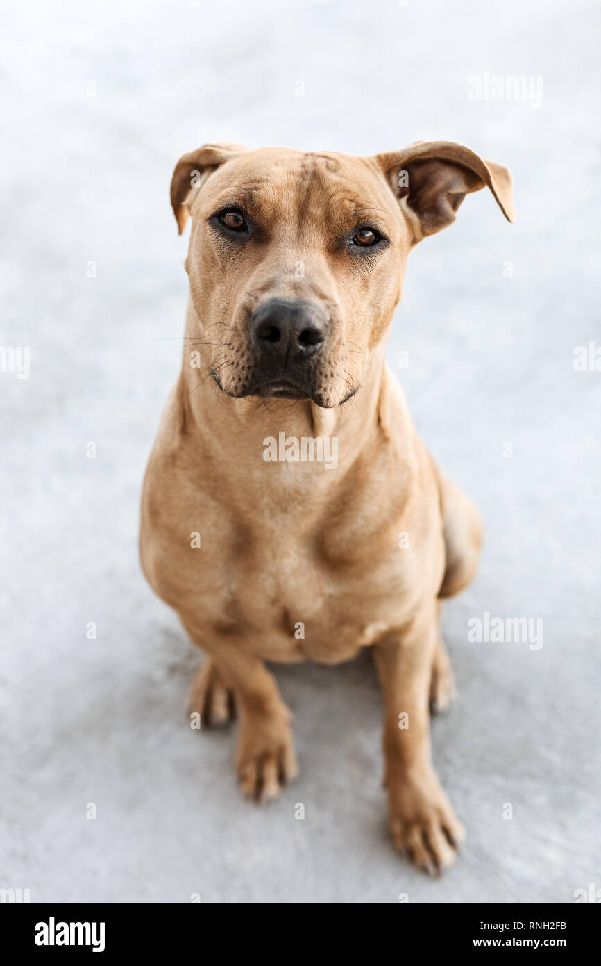 Pitbull Marron Fotos E Imagenes De Stock Alamy