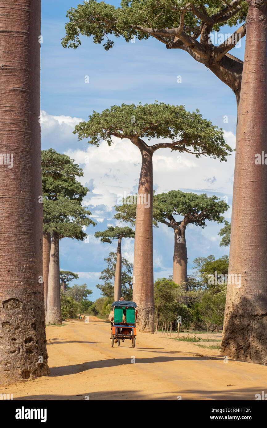 Ciclista en la Avenida de los baobabs, Madagascar Foto de stock