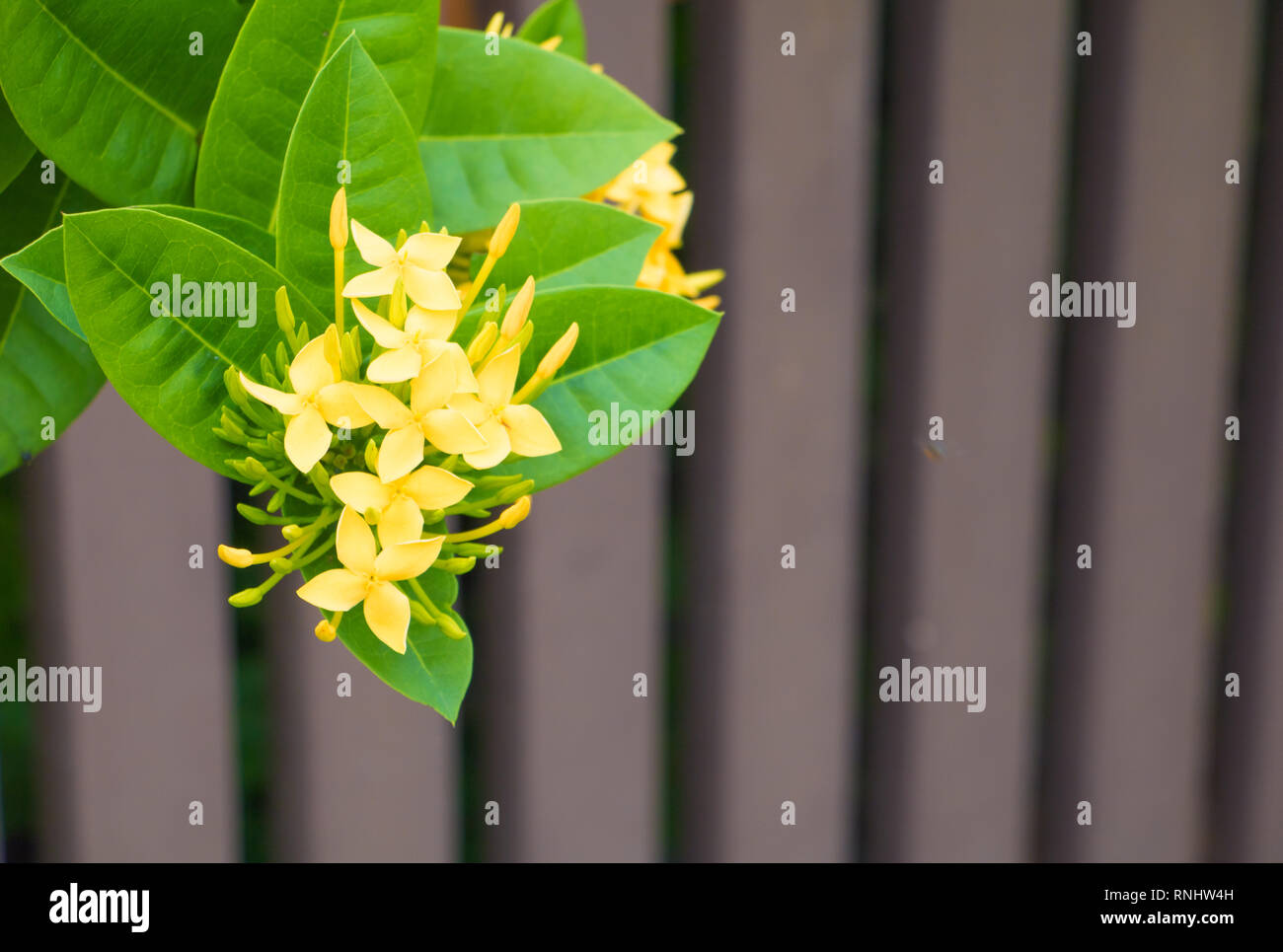 Ixora flor amarilla en el jardín seleccione el enfoque con poca profundidad  de campo ( Nombre común Ixora coccinea, Rubiaceae Fotografía de stock -  Alamy