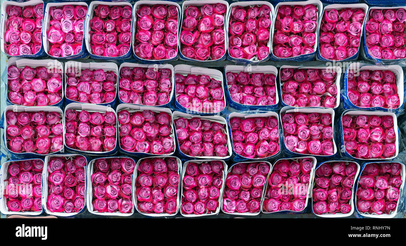 Docenas de magenta o fucsia rosas listo para exportar a todos los rincones del mundo en un centro de producción de rosas en Cayambe, al norte de Quito, Ecuador. Foto de stock