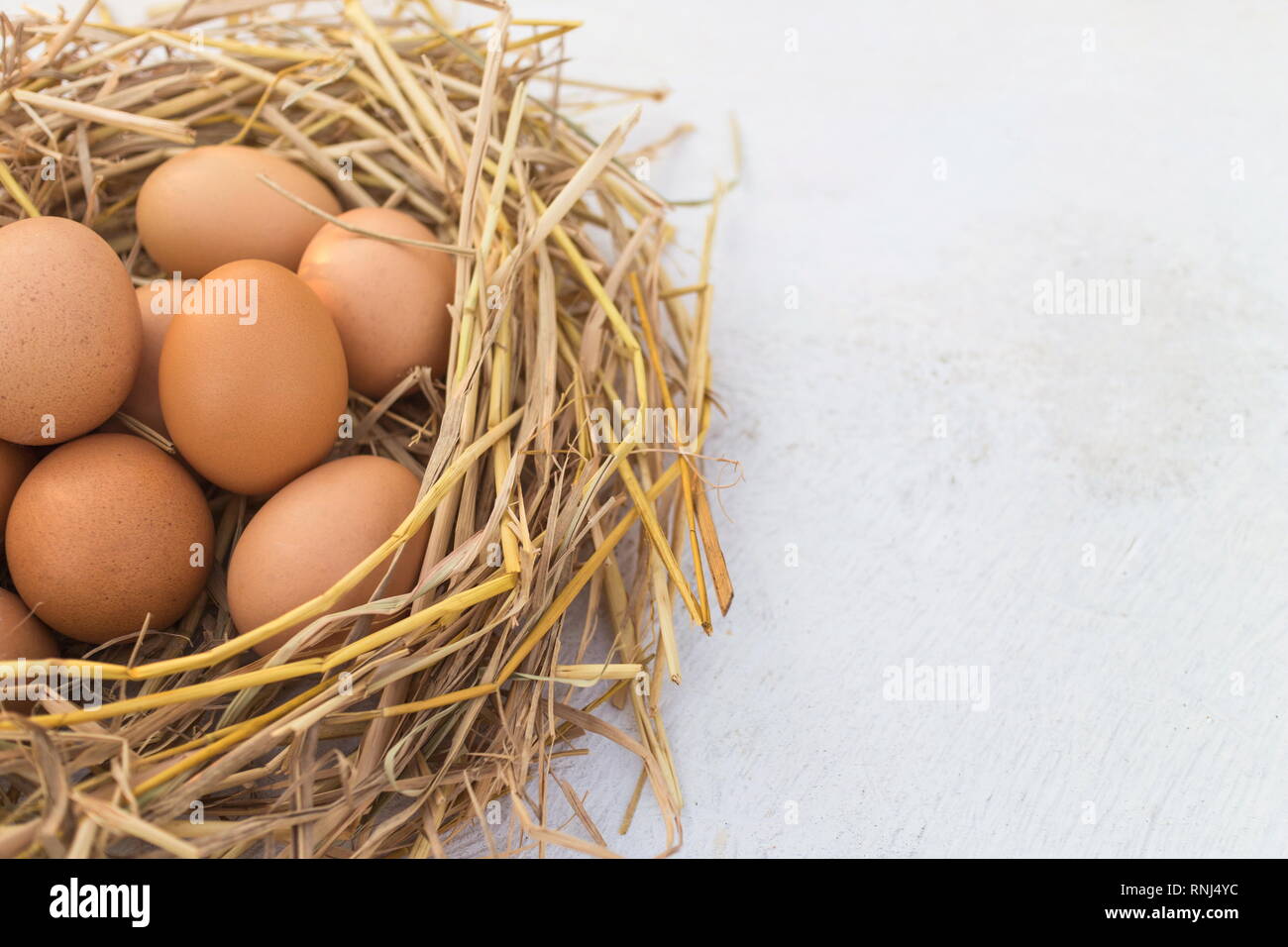 Pollo fresco huevo en un nido en una mesa de madera blanca, imagen con espacio de copia. Foto de stock