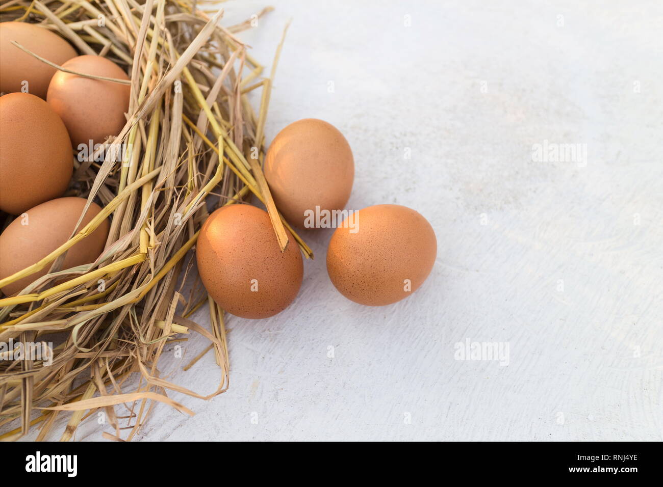 Pollo fresco huevo en un nido y huevos marrón sobre una tabla de madera blanca, imagen con espacio de copia. Foto de stock