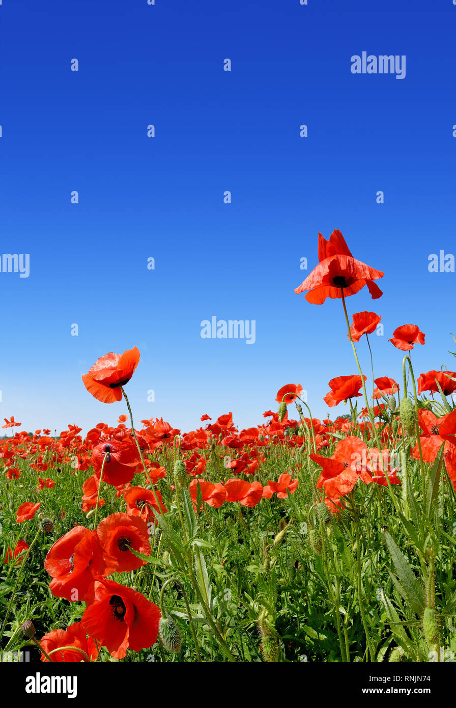 Idilio, campo lleno de hermosas amapolas rojas, cielo de fondo azul Foto de stock