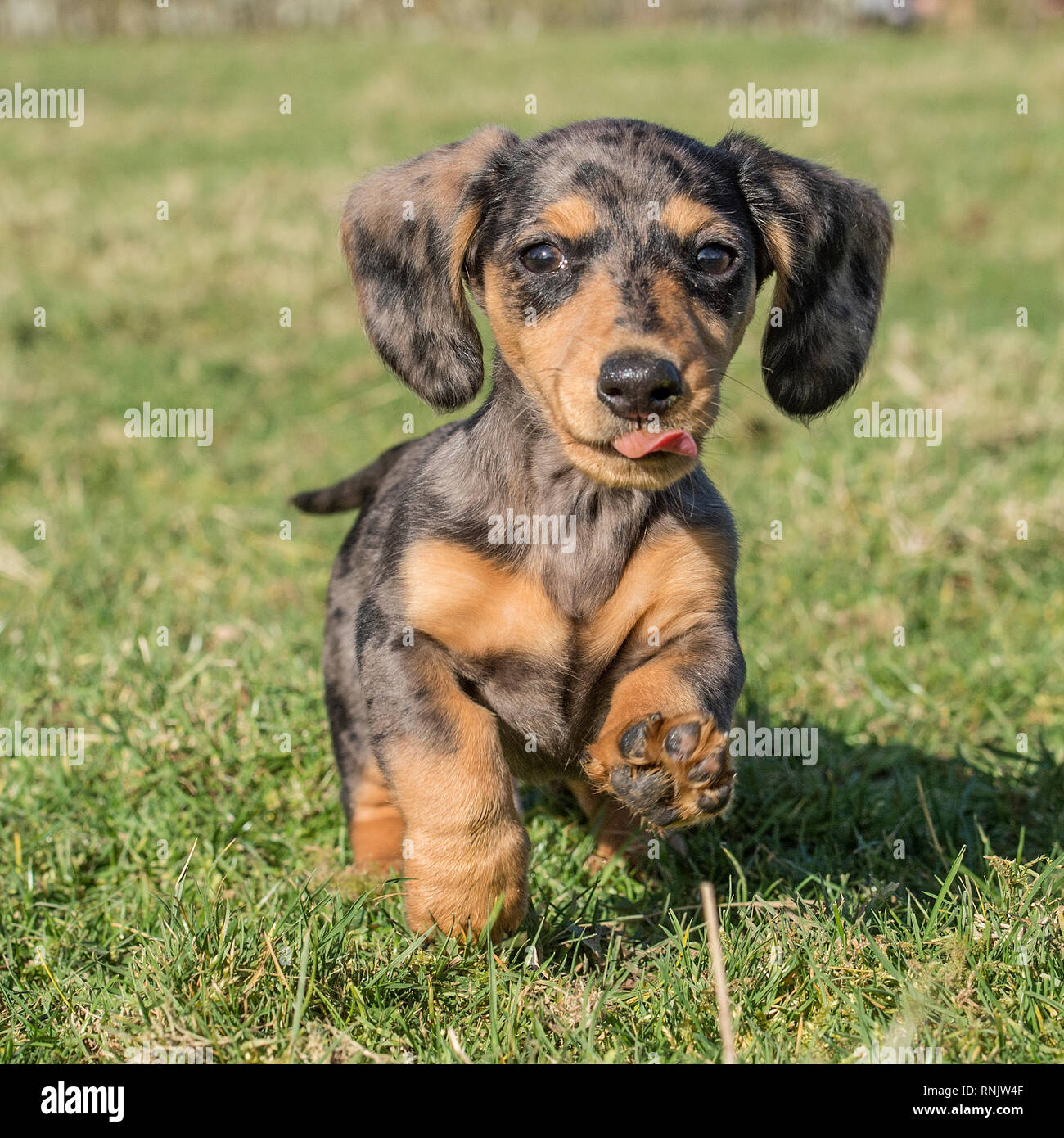 Cachorro Teckel miniatura Fotografía de stock - Alamy