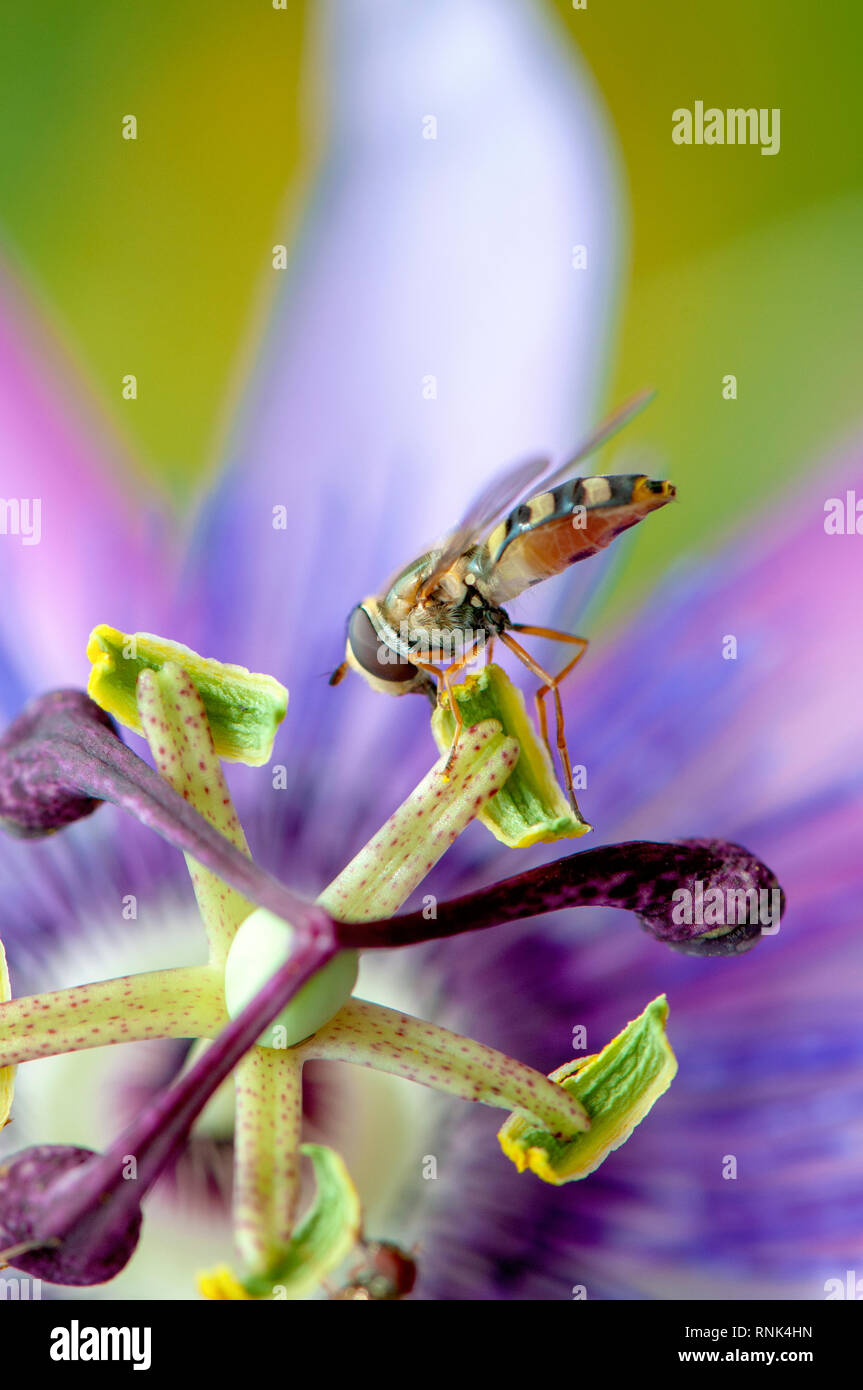 Imagen cercana de la hermosa flor de la Pasión Passiflora 'Lavanda Lady' con un hover-fly recogiendo polen desde el estambre Foto de stock