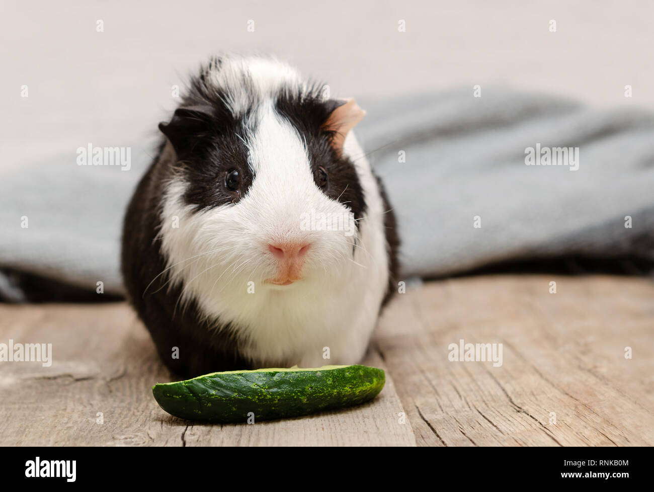 Lindo cuy comer pepino fresco Foto de stock