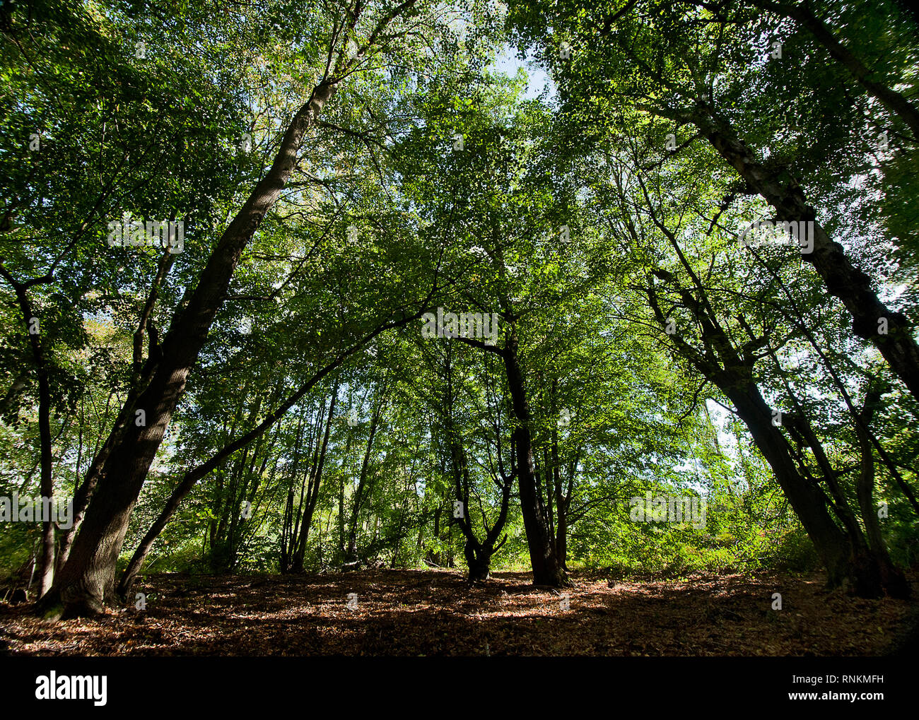 Tiros de ángulo bajo de árboles en un bosque con follaje verde, maleza en el bosque estatal de Raismes-Saint-Amand-Wallers, reserva natural de la SC Foto de stock
