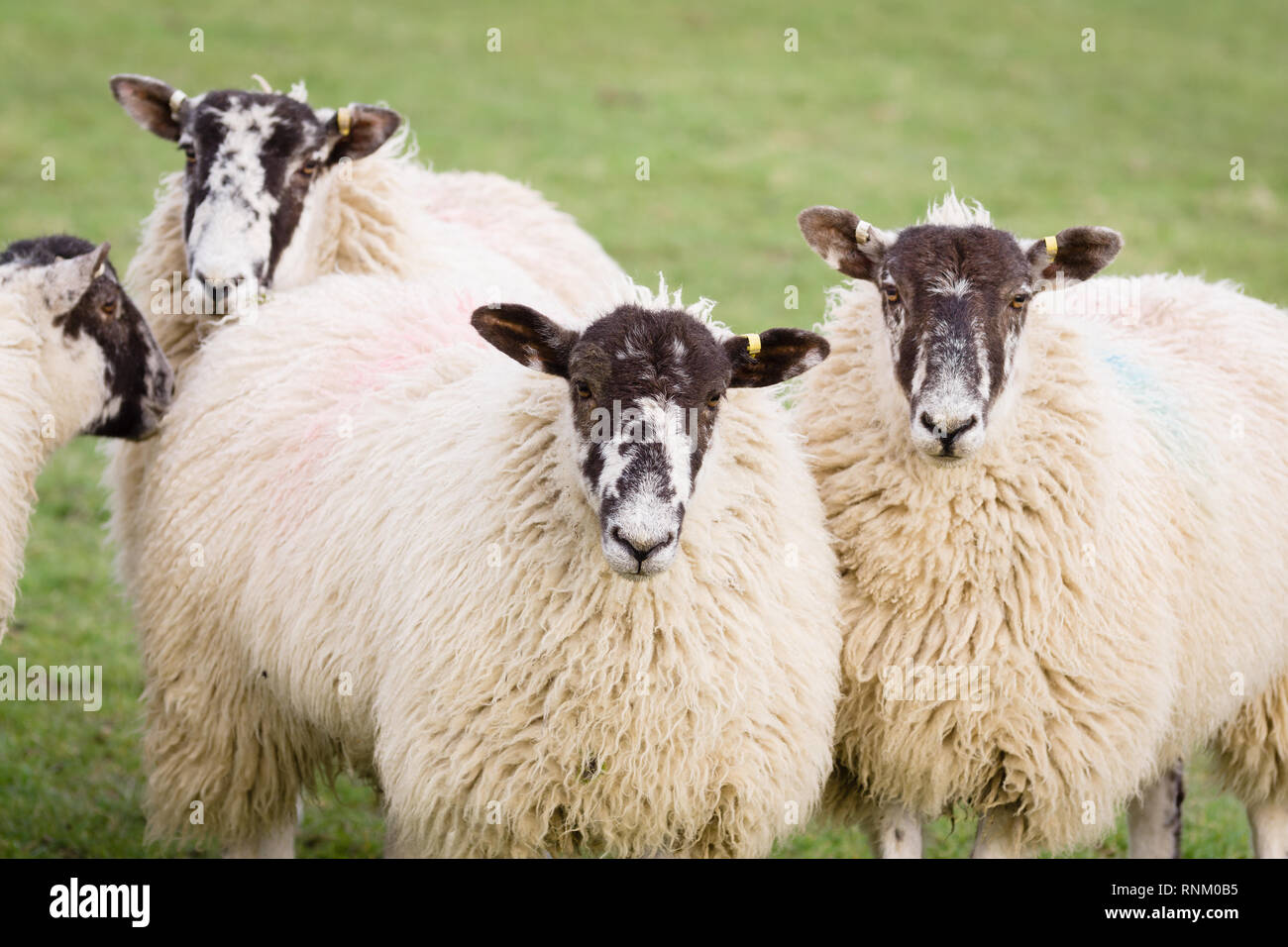 Al norte de Inglaterra o North Country Mula ovejas criadas cruzada entre una llanura Swaledale ram y una oveja para producir progenie hardy con buena carne y lana Foto de stock