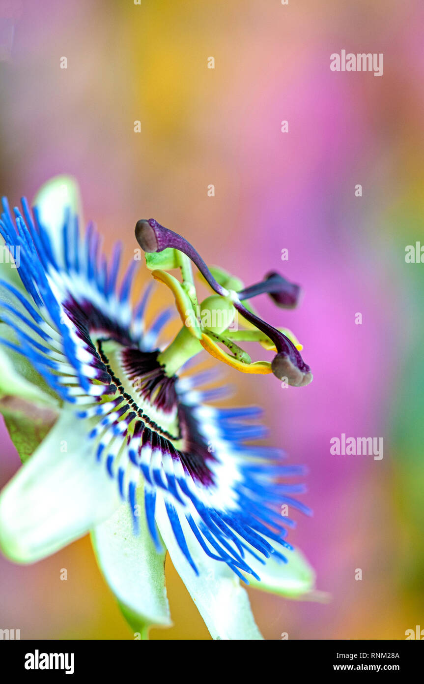 Imagen cercana del verano hermosa flor de Passiflora caerulea, la pasionaria pasionaria bluecrown azul, o la flor de la pasión común Foto de stock
