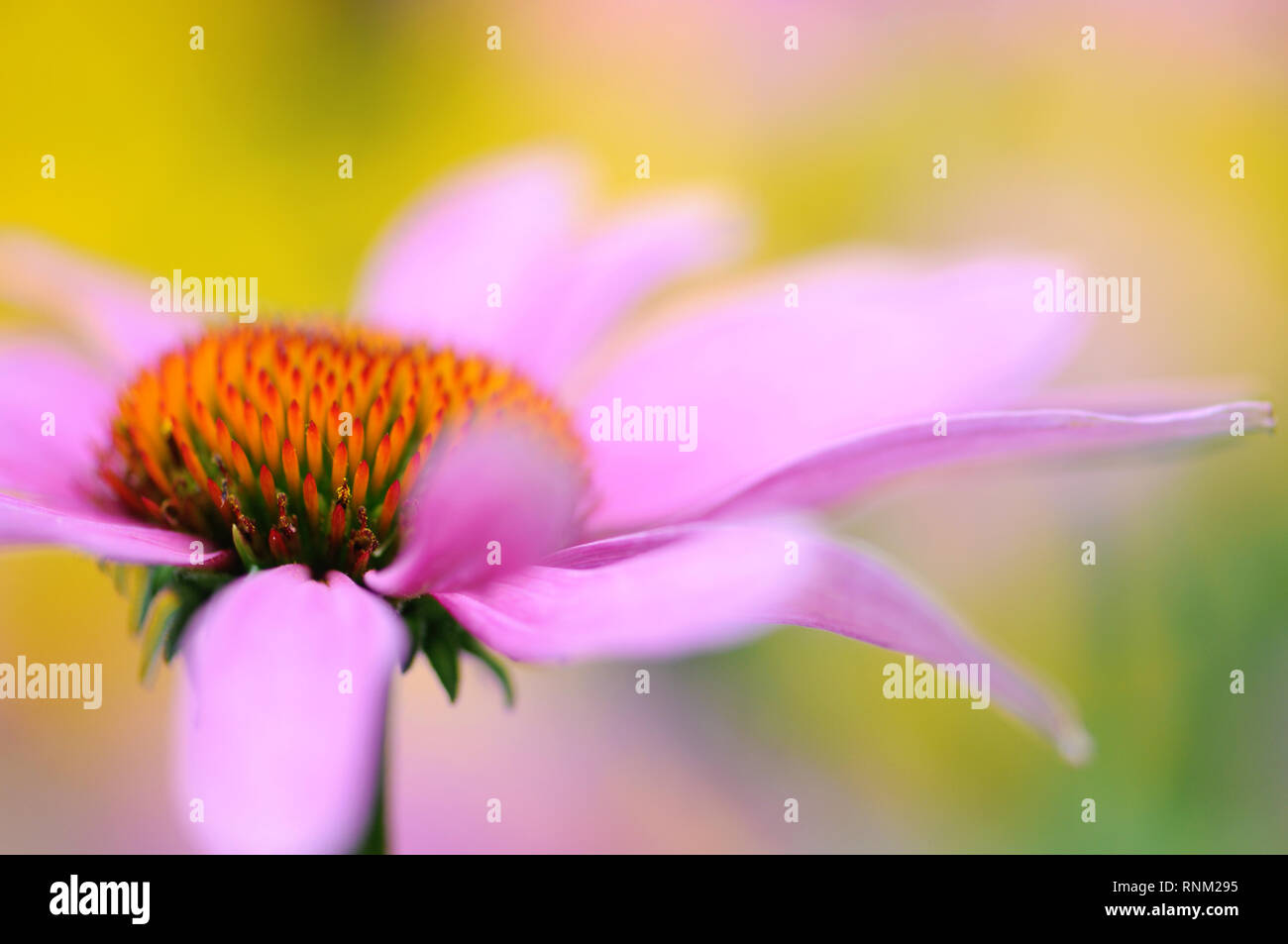 Imagen cercana de la hermosa floración verano Echinacea purpurea, también conocido como el Coneflower Foto de stock