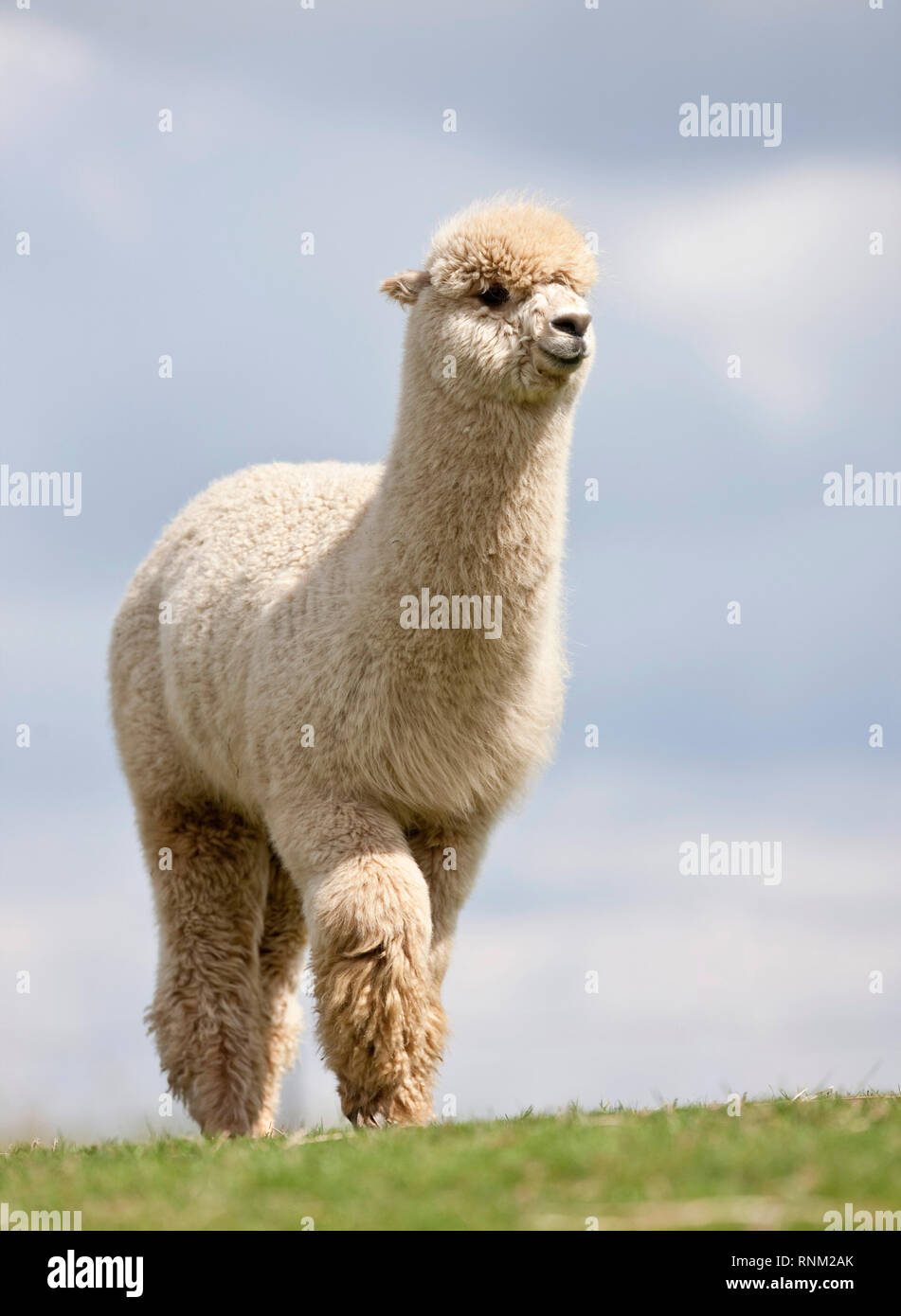 Caminando una alpaca fotografías e imágenes de alta resolución - Alamy