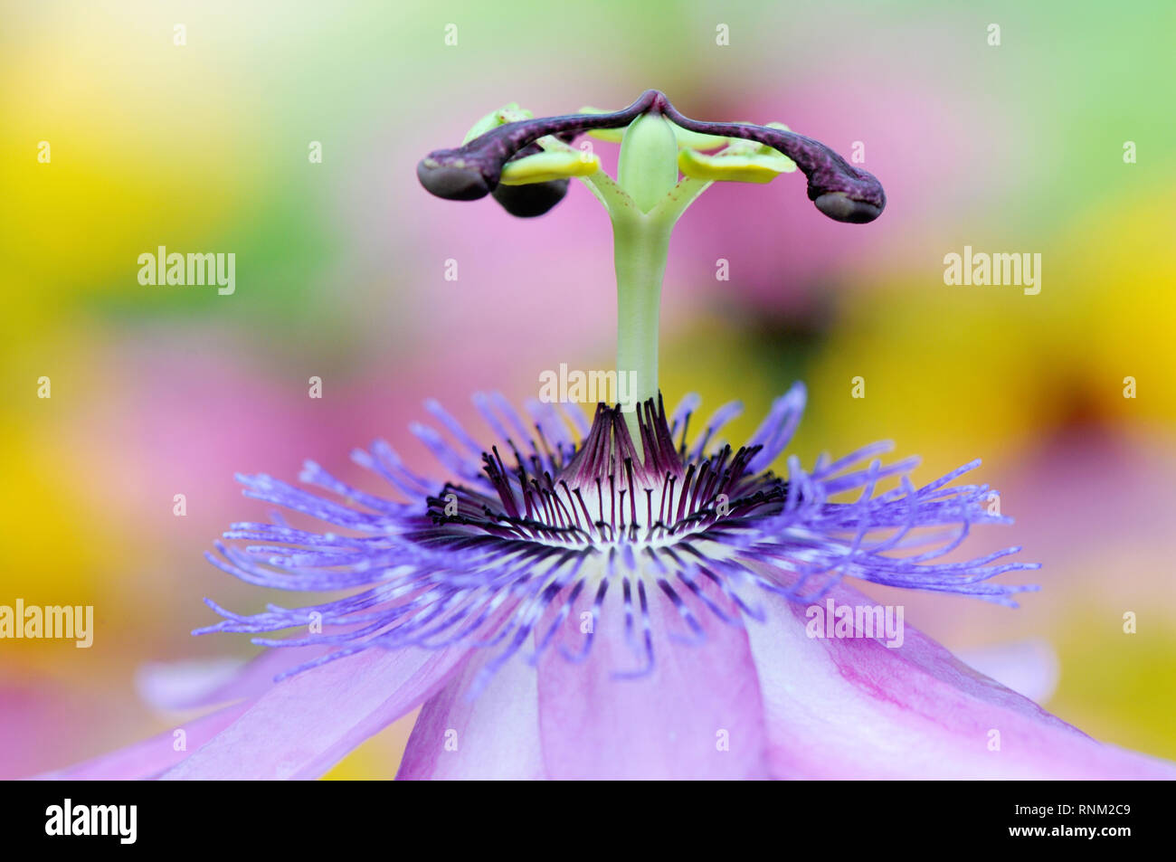 Imagen cercana de la hermosa flor de la Pasión Passiflora 'Lavanda Señora" también conocida como lavanda Lady Passion vid Foto de stock