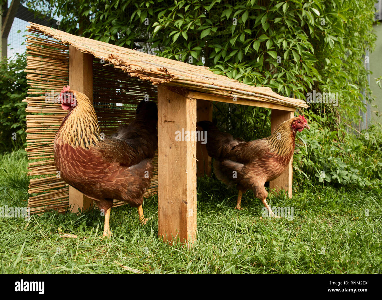 Welsummer pollo. Par de gallinas en un selfmade cobijo en un jardín. Alemania Foto de stock