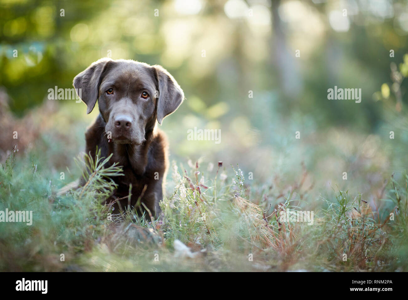 Labrador Retriever. Chocolate adulto sentado en un bosque. Alemania Foto de stock