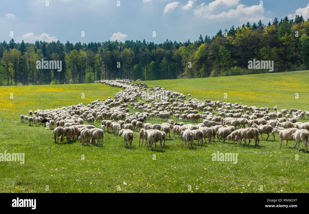 Oveja Merina (Ovis ammon aries). El pastoreo del rebaño. Bavaria, Alemania Foto de stock