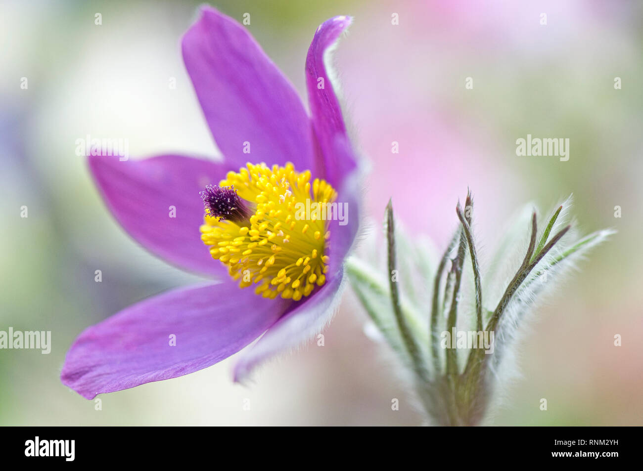 Imagen cercana de la hermosa primavera morado Floración Pasque flower también conocido como Pasqueflower, flor de viento, prairie crocus anémona y prado. Foto de stock