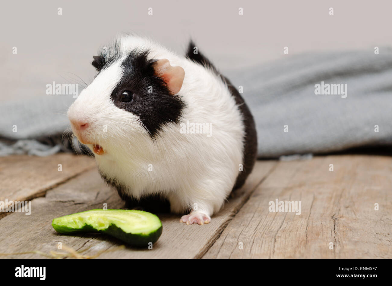 Blanco y negro poco cuy comer pepino fresco Foto de stock