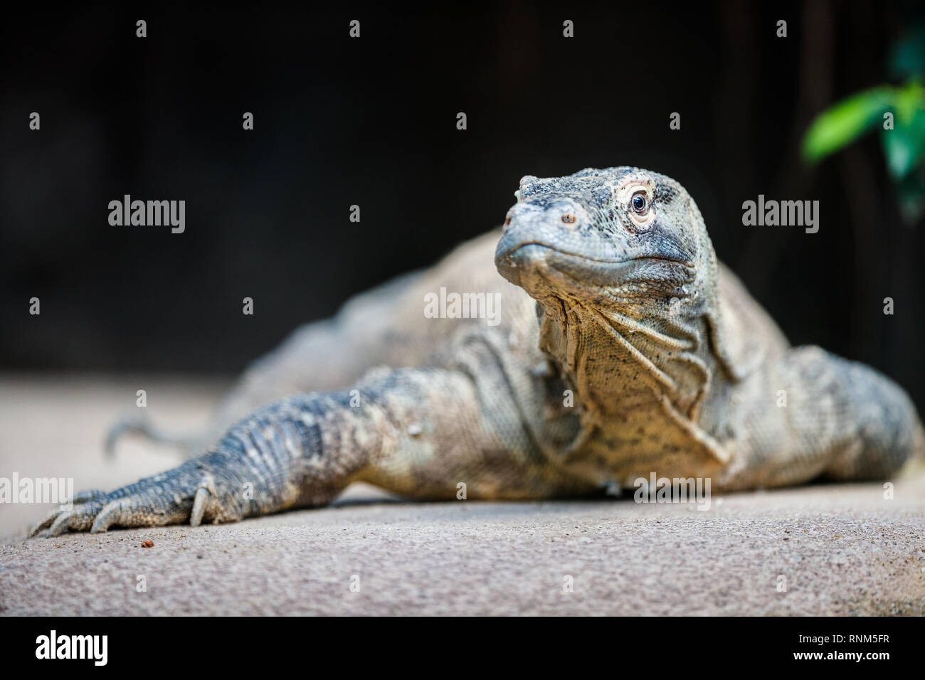Zoo de Barcelona: el dragón de Komodo (Varanus komodoensis). El dragón de Komodo, que puede ser de hasta tres metros de largo y pesan más de 150 kilogramos, es la de la Foto de stock