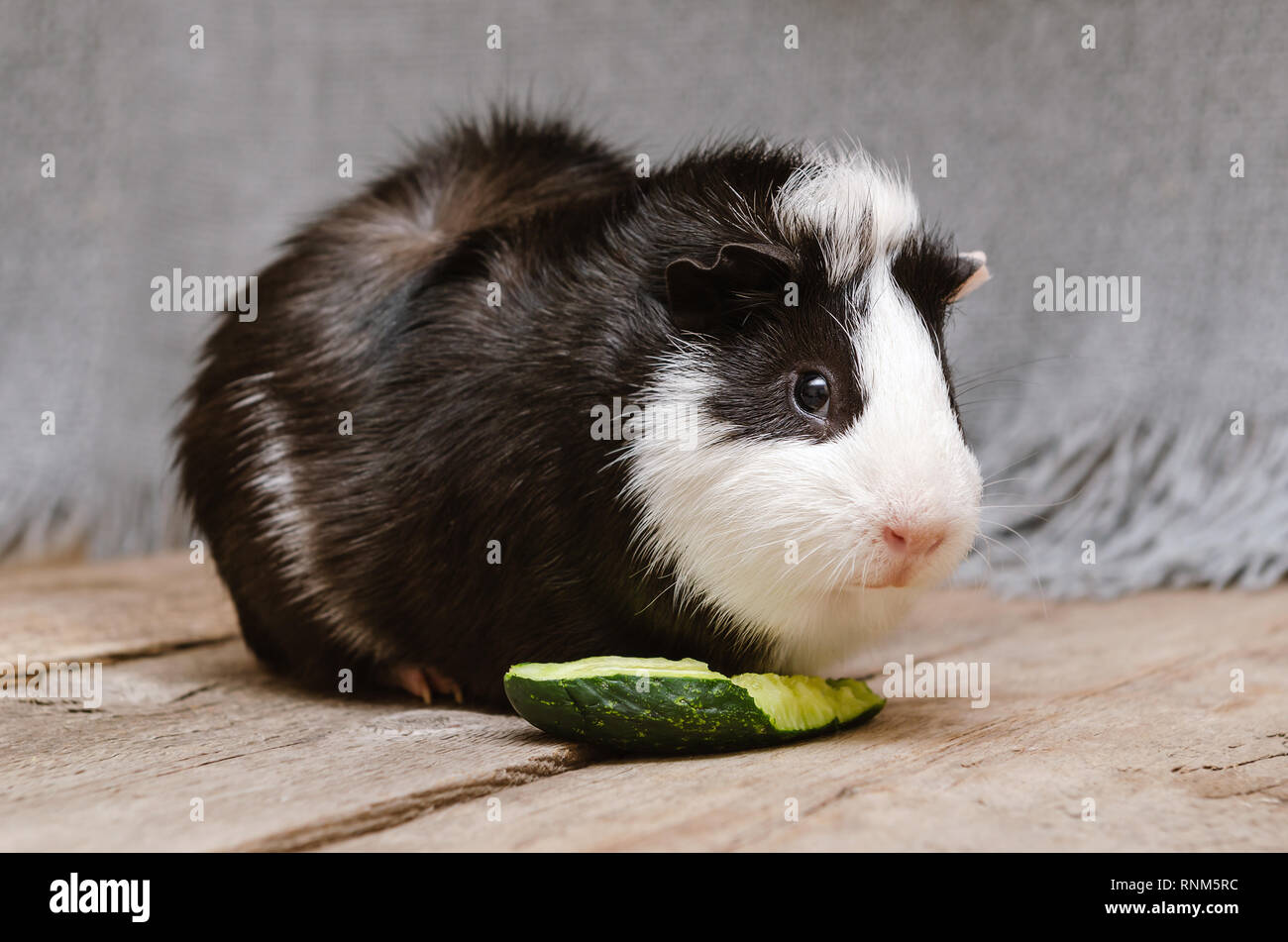 Blanco y negro poco cuy comer pepino fresco Foto de stock