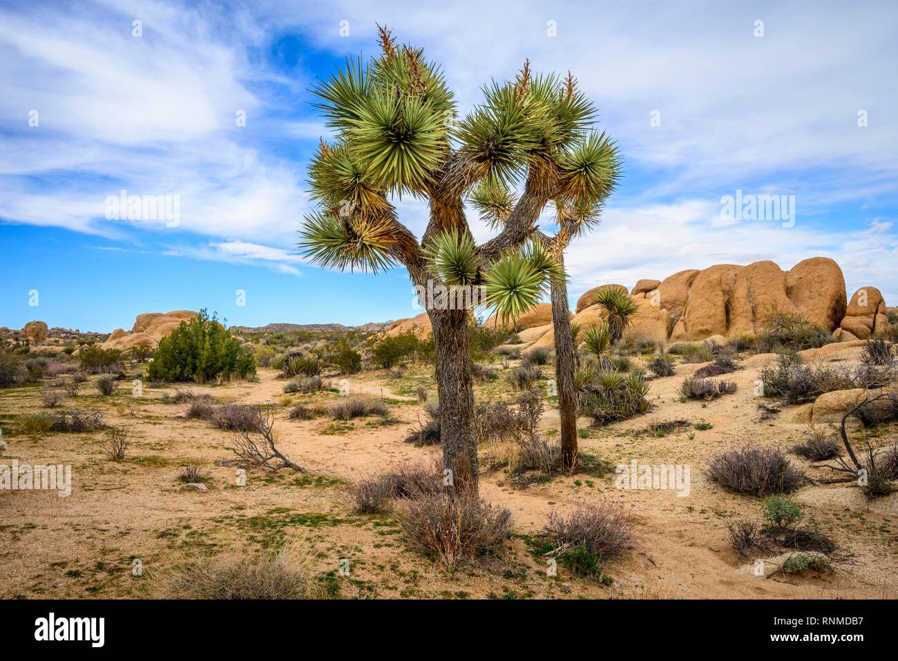 Joshua Tree (Yucca brevifolia), paisaje desértico, Arch Rock Nature Trail, depósito blanco camping, parque nacional, Palm Desert Foto de stock