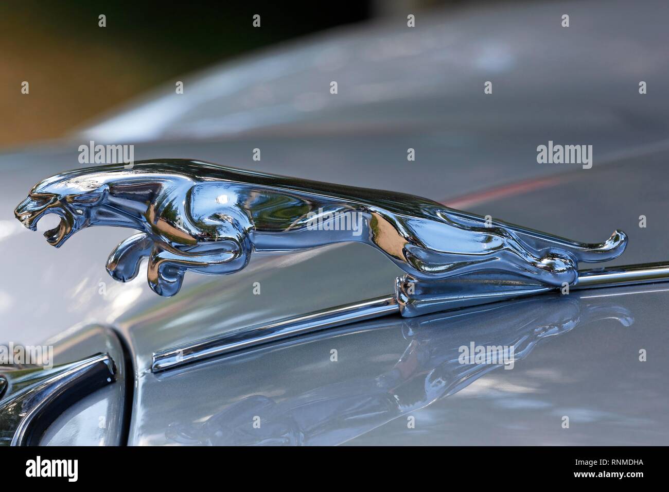 La figura del radiador sobre el capó del Jaguar Jaguar 3,8 litro oldtimer, vehículo histórico, Alemania Foto de stock
