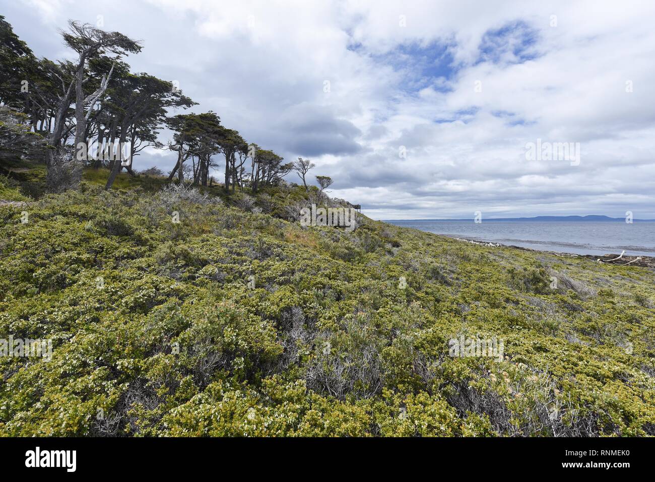 Bosques costeros con Bush aterrizar en el Estrecho de Magallanes, cerca de Punta Arenas, Patagonia, Chile Foto de stock