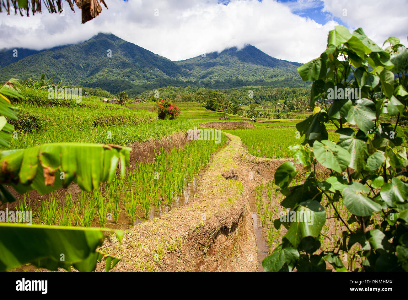 Jatiluwih terrazas de arroz, Bali, Indonesia. Hermoso paisaje de montaña, arrozales verdes frescos con vistas a la cordillera Batukaru detrás Foto de stock