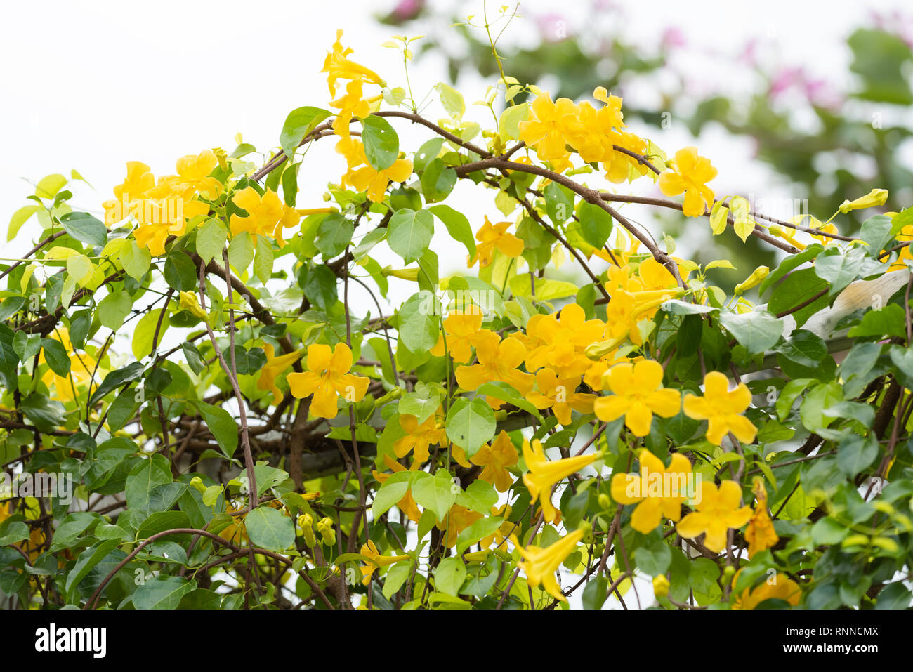 Hermosas flores de color amarillo con hojas verdes sobre la valla metálica  sobre fondo blanco ,la Uña de Gato, Catclaw Vid, plantas reductor de Uña de  Gato Fotografía de stock - Alamy