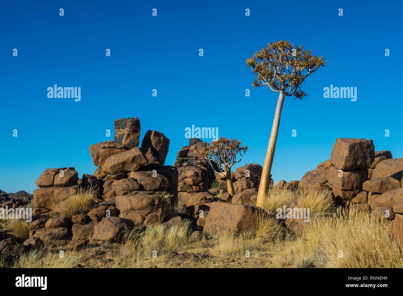 El carcaj tree (Aloe dichotoma) entre extrañas formaciones rocosas gigantes, Infantil, Ketmanshoop, Namibia Foto de stock