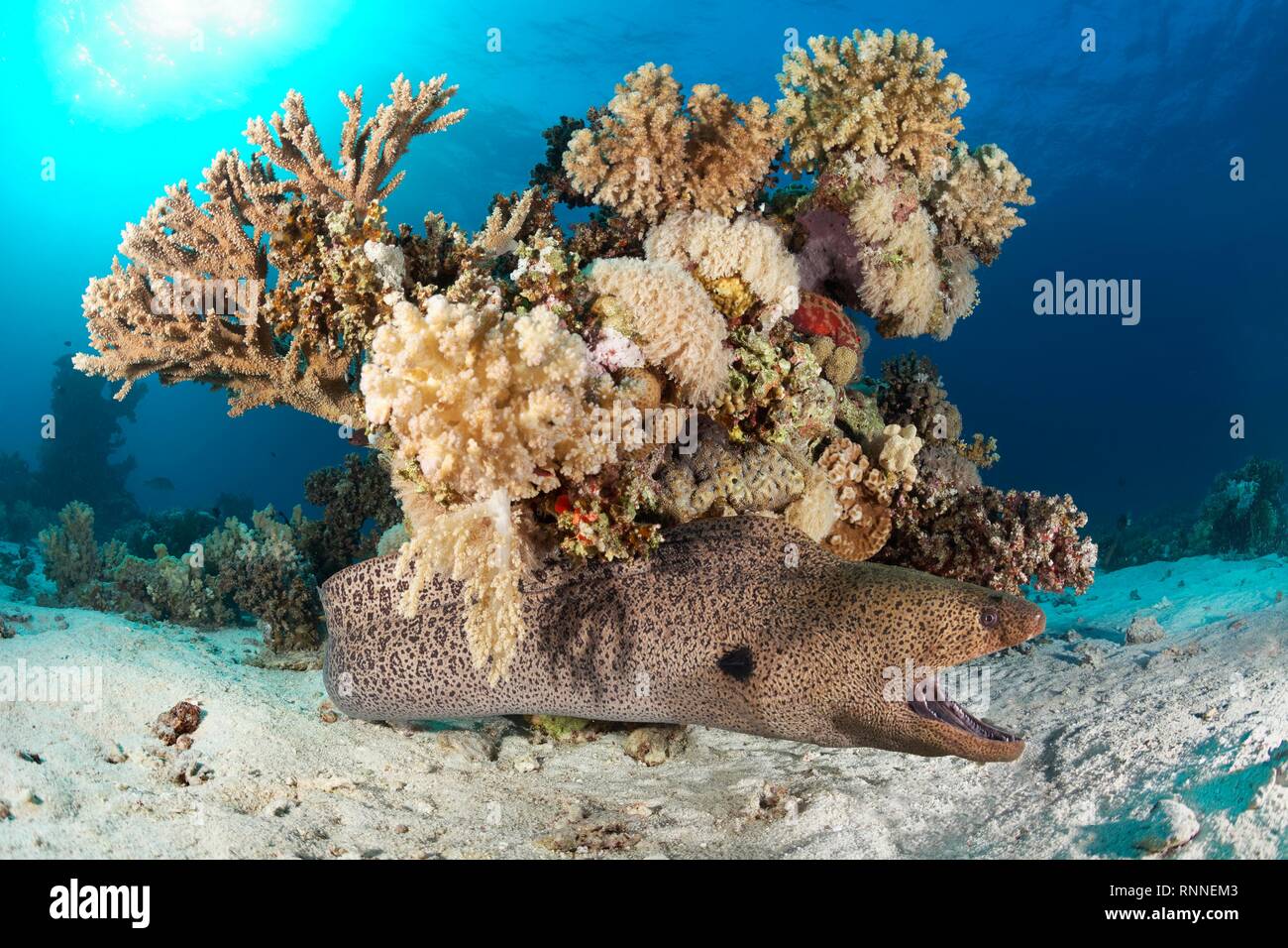 Giant Moray moray (Gymnothorax javanicus) recae sobre fondo de arena con la boca abierta, bajo bloques de coral de diferentes corales pétreos Foto de stock