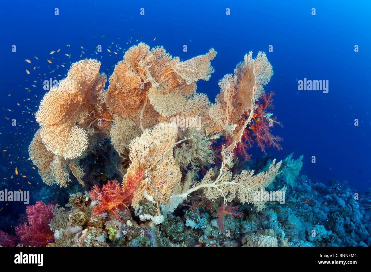 Comienzo con el grupo coral de gorgonias (Klunzinger Annella mollis) y corales blandos (Dendronephthya klunzingeri), Mar Rojo, Egipto Foto de stock