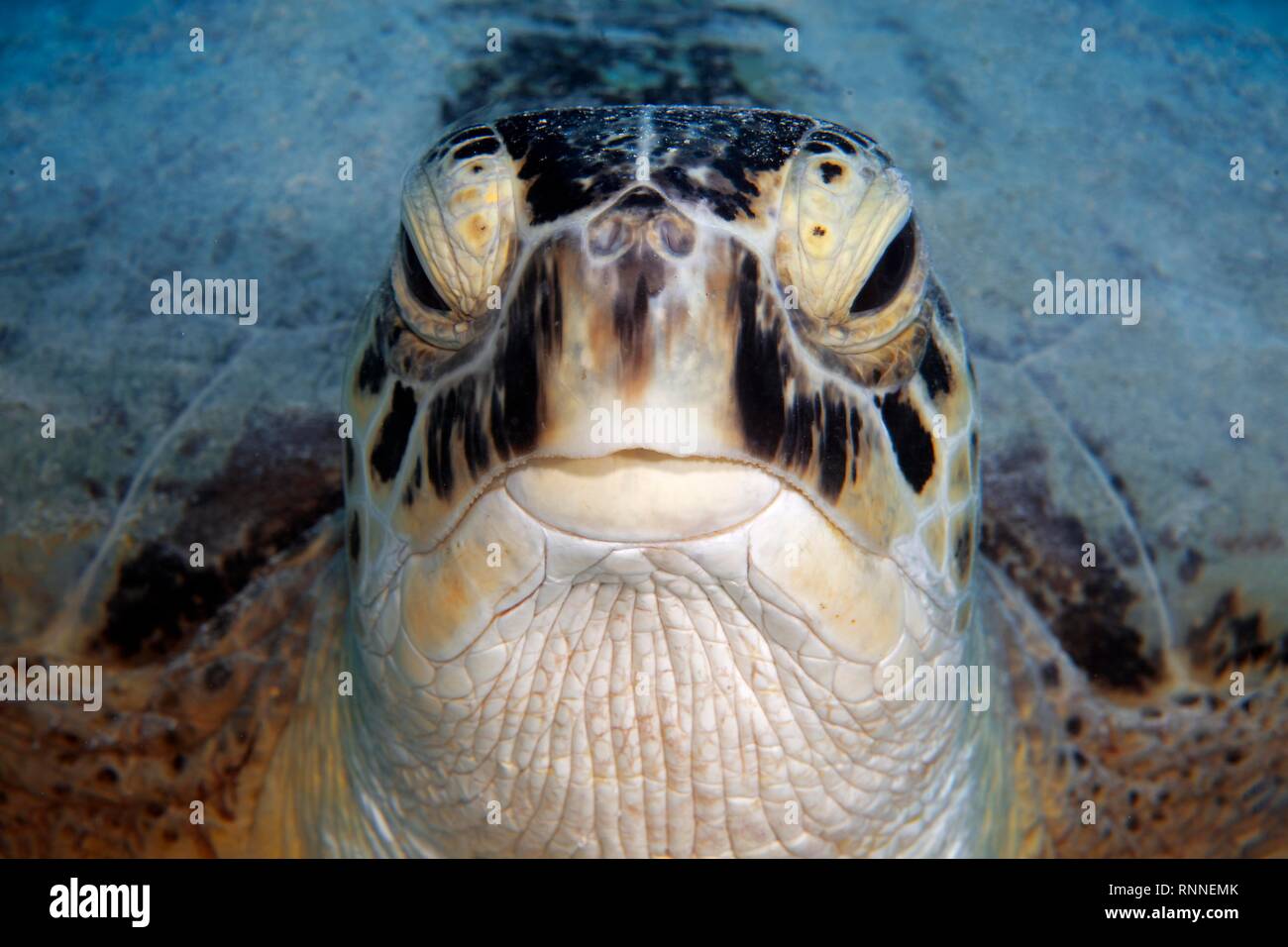La tortuga verde (Chelonia mydas) también , retrato de frente, Mar Rojo, Egipto Foto de stock