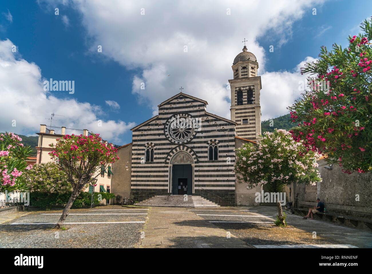 La gótica iglesia Chiesa di Sant'Andrea Apóstol, frente árboles adelfa, Levanto, Riviera di Levante, Liguria, Italia Foto de stock