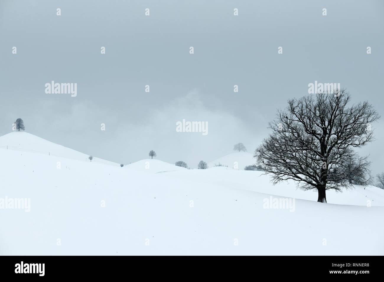 Cubiertas de nieve, el paisaje de morrenas con tilos (Tilia) en colinas, Hirzel, Cantón de Zurich, Suiza Foto de stock