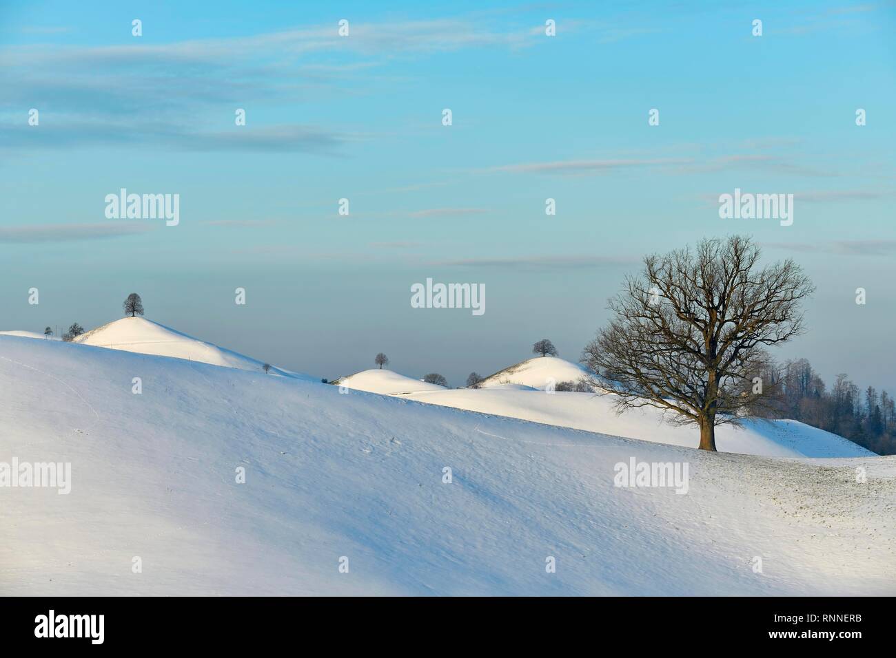Cubiertas de nieve, el paisaje de morrenas con tilos (Tilia) en colinas, Hirzel, Cantón de Zurich, Suiza Foto de stock
