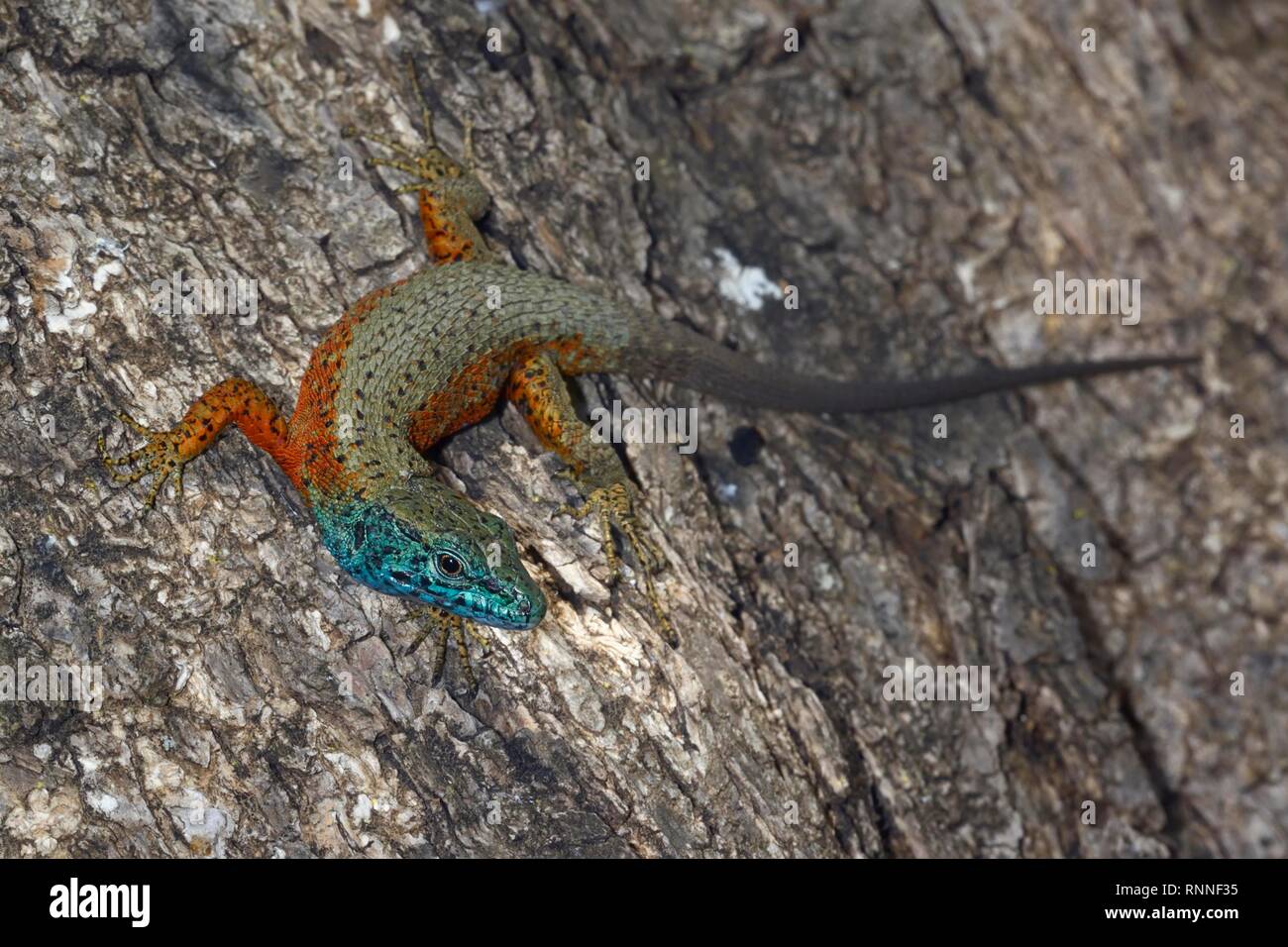 Blue-throated keeled lizard (Algyroides nigropunctatus), macho, Corfú, Grecia Foto de stock