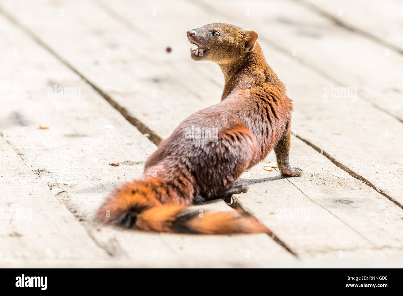 Mangosta de cola anillada fotografías e imágenes de alta resolución Alamy