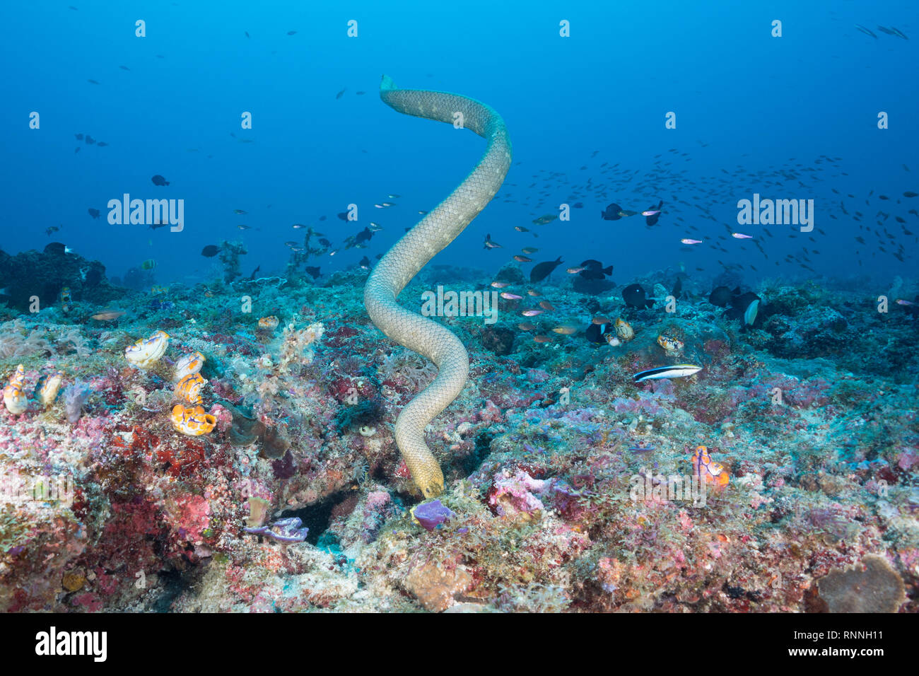 La serpiente de mar de oliva o dorada, Aipysurus seasnake laevis, caza de presas en las grietas de los arrecifes de coral en montes submarinos, Kei ( o Kai ) Islas, Indonesia Foto de stock