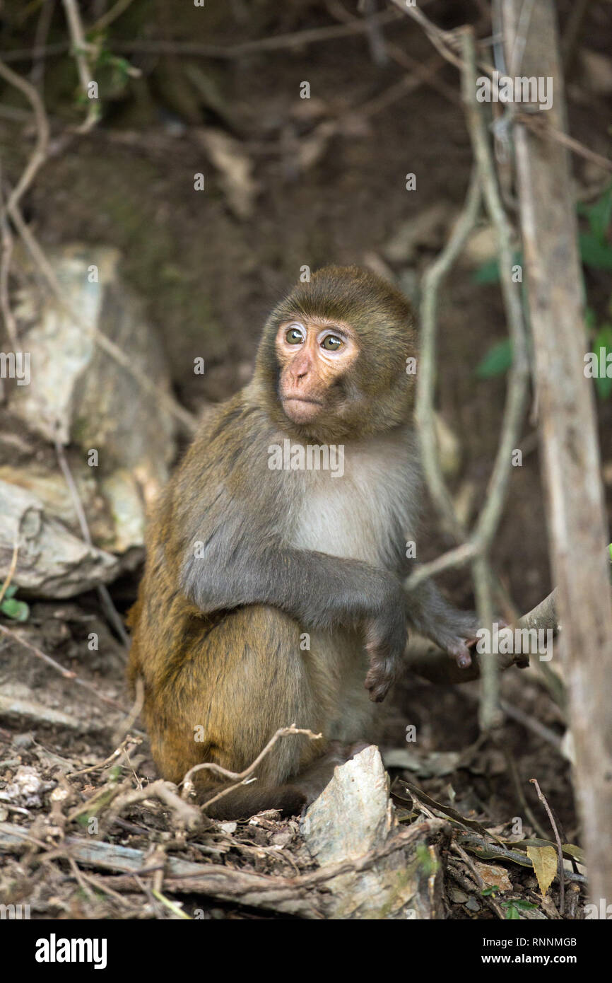 Macacos Rhesus (Macaca mulatta). Mono de menores. El único animal aparentemente separados, aislados,​ de todos los demás. Foto de stock