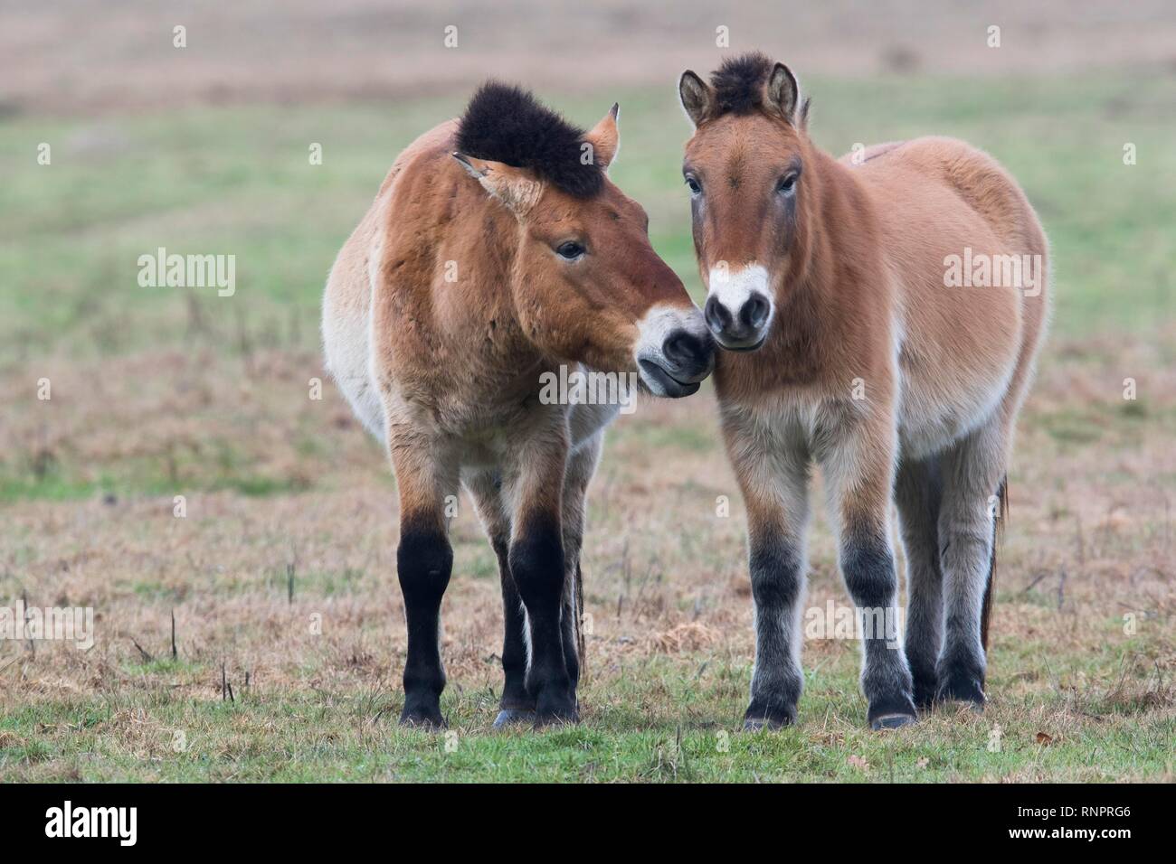 Los caballos de Przewalski (Equus ferus przewalskii) obtenga un tufillo de uno al otro, Emsland, Baja Sajonia, Alemania Foto de stock