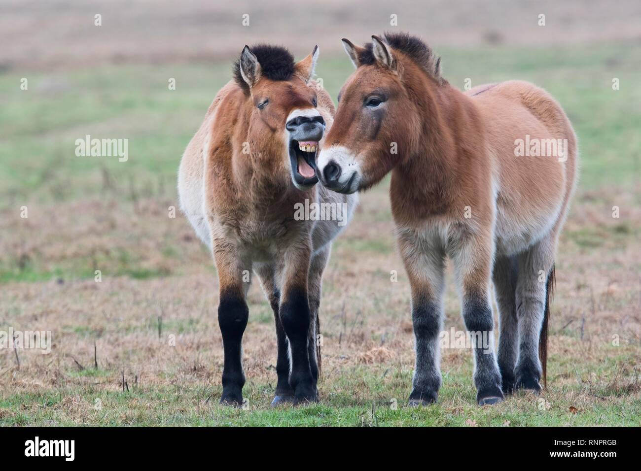 Los caballos de Przewalski (Equus ferus przewalskii), Comunicación, Emsland, Baja Sajonia, Alemania Foto de stock