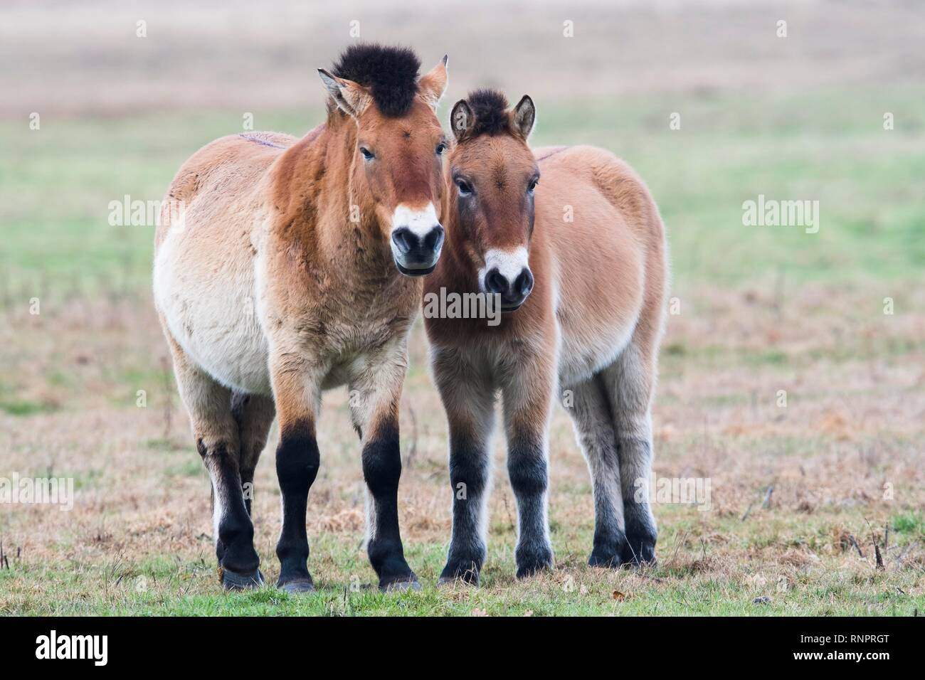 Los caballos de Przewalski (Equus ferus przewalskii), Emsland, Baja Sajonia, Alemania Foto de stock