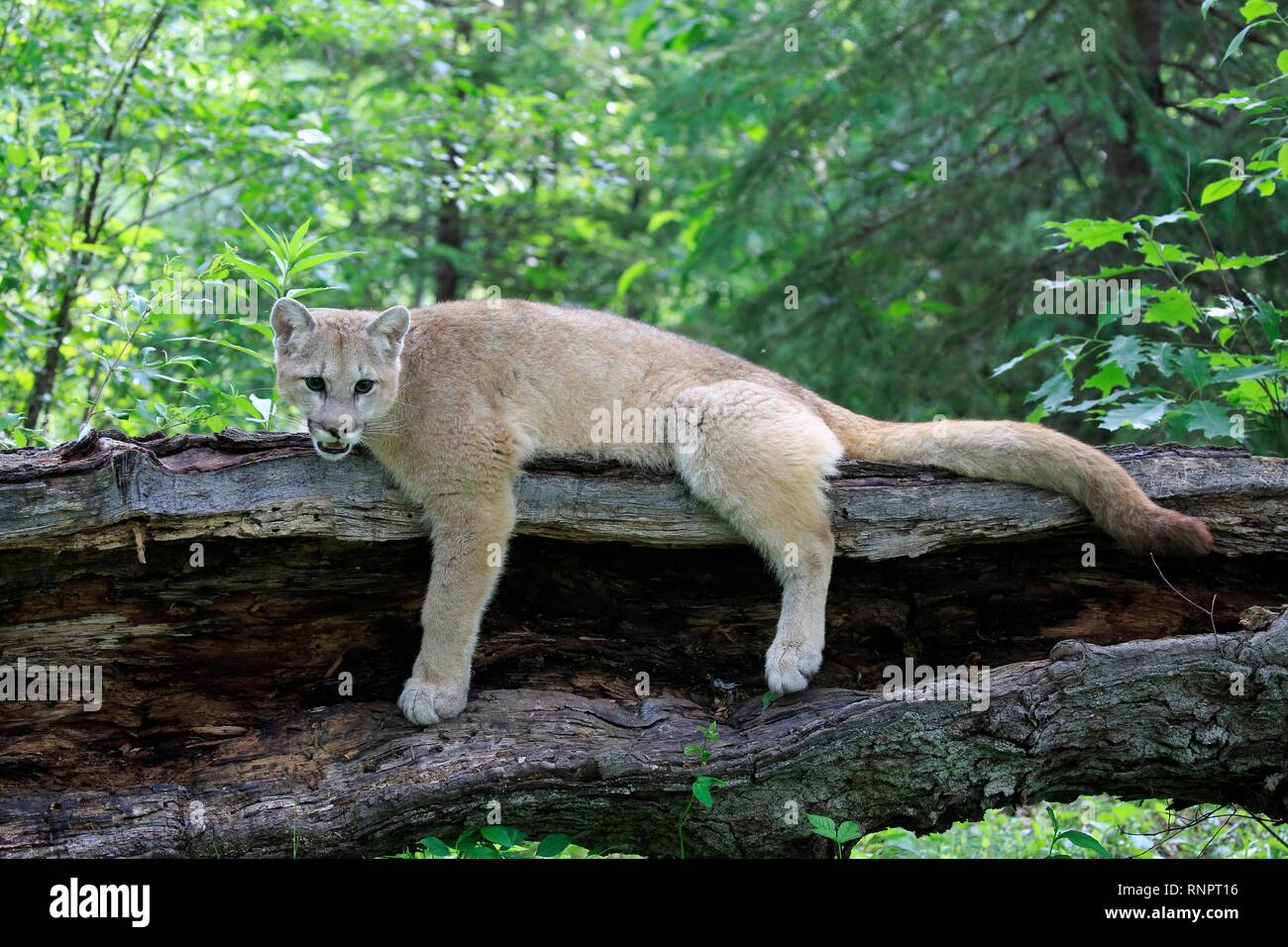 Puma (puma concolor), adulto, tumbado sobre un tronco de pino, County,  Minnesota, EE.UU Fotografía de stock - Alamy