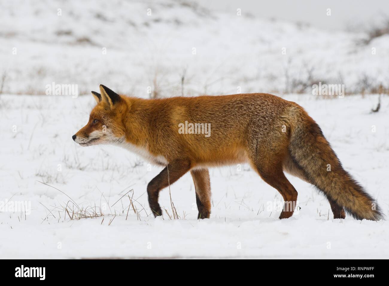El zorro rojo (Vulpes vulpes) carreras en la nieve, Holanda Septentrional, Holanda Foto de stock