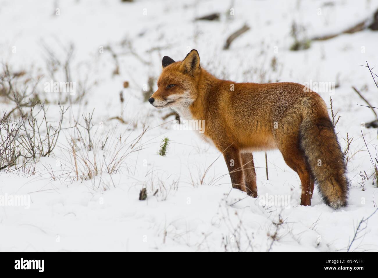 El zorro rojo (Vulpes vulpes) en la nieve, en el norte de Holanda, Países Bajos Foto de stock