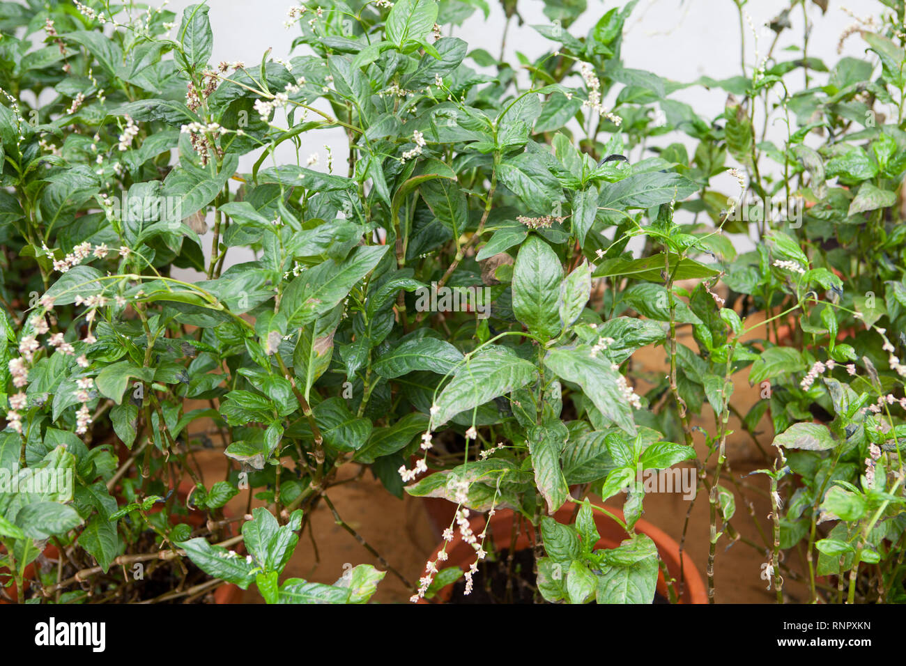 Persicaria tinctoria, plantas colorante índigo natural Foto de stock